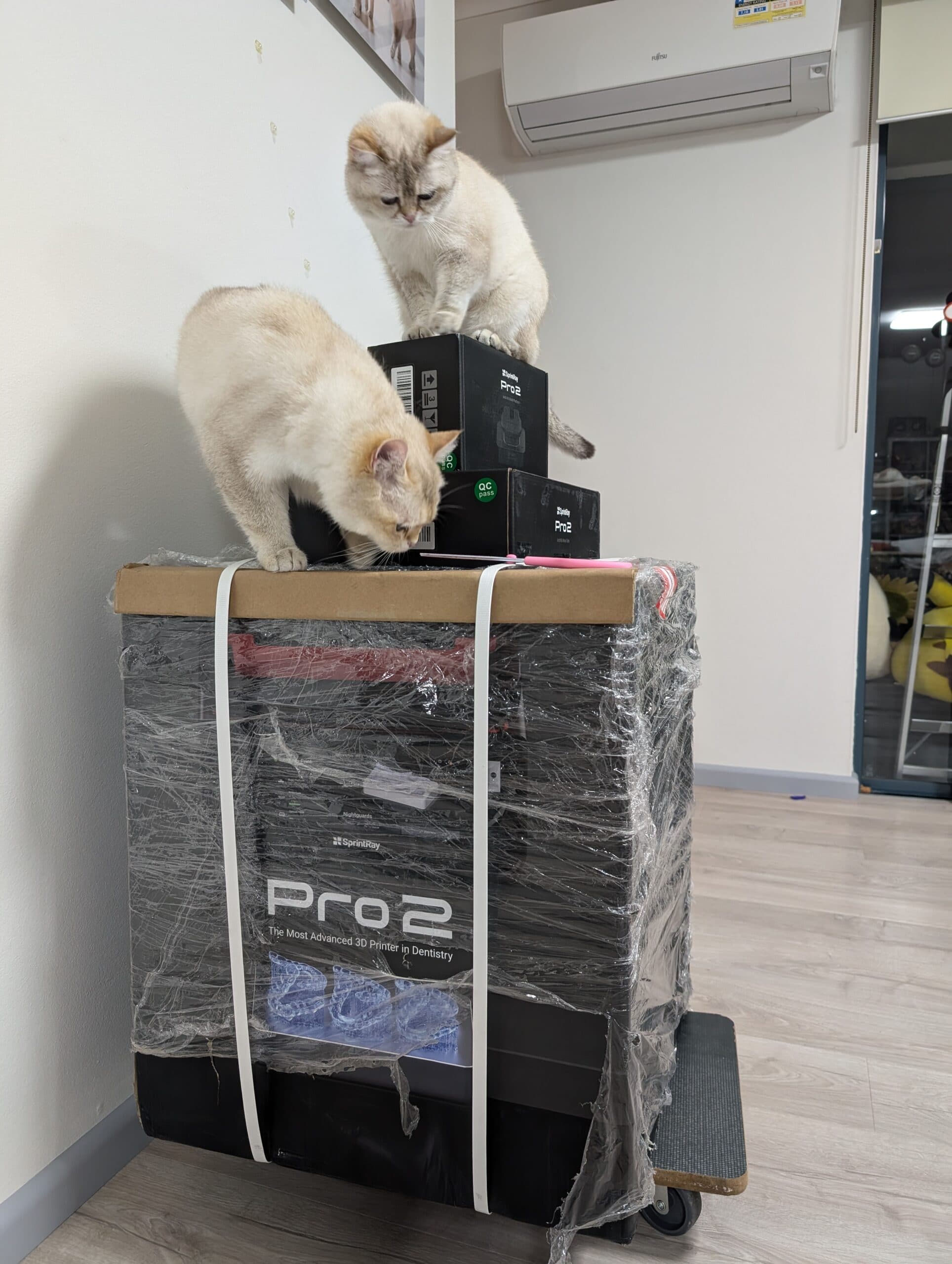 Figure 2: Max and Minnie really anticipating what’s boxed up inside