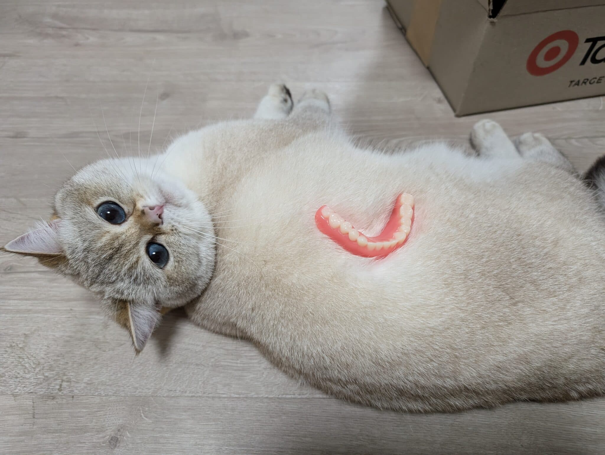 Figure 7: Have you ever seen cat teefs? They are tiny!
